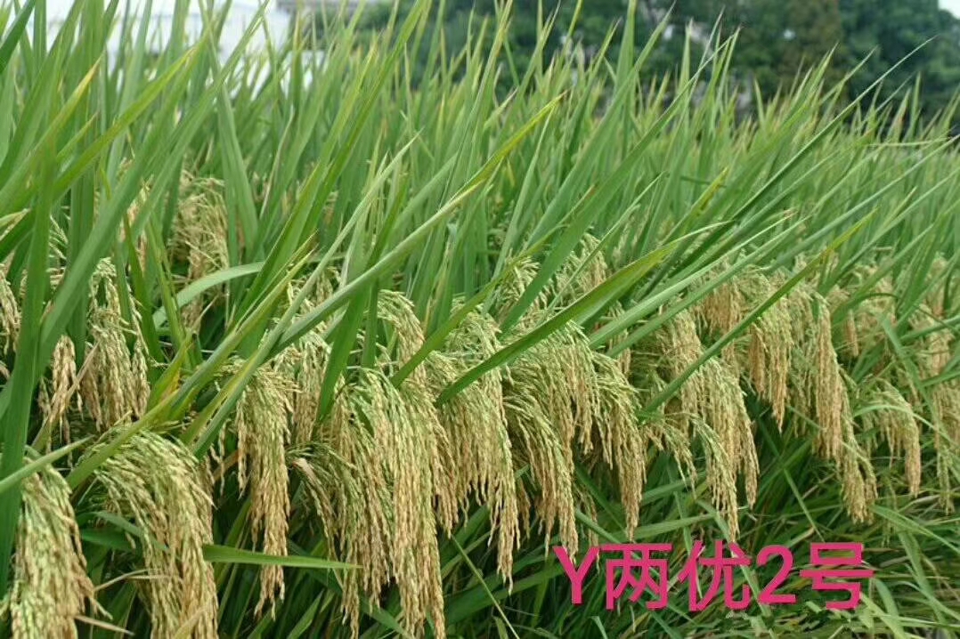 Y兩優(yōu)2號(hào).jpg